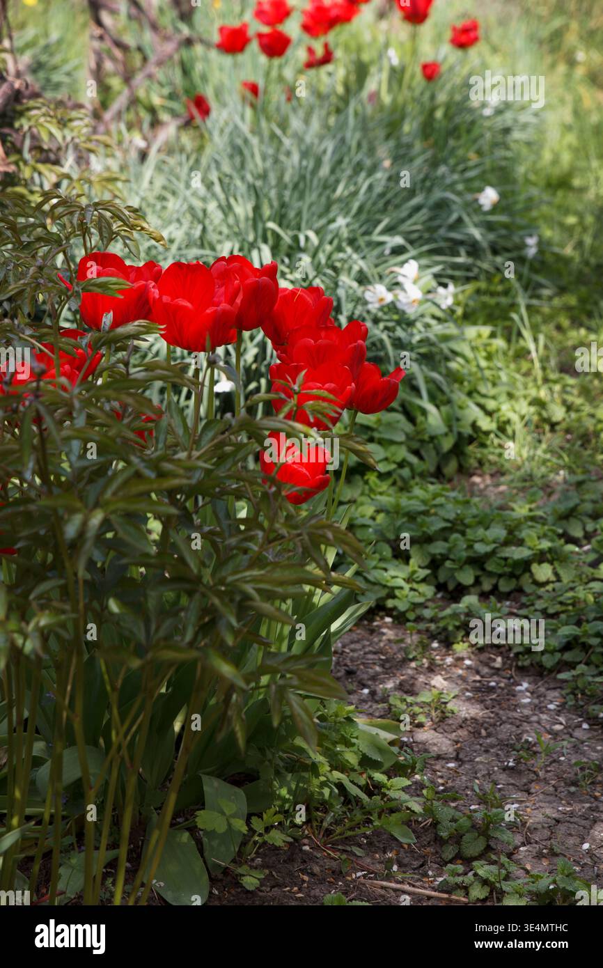 Primo piano di vivaci tulipani rossi e narcisi che fioriscono in un giardino primaverile illuminato dal sole. Profondità di campo ridotta con fogliame verde a messa a fuoco morbida nel backgroun Foto Stock