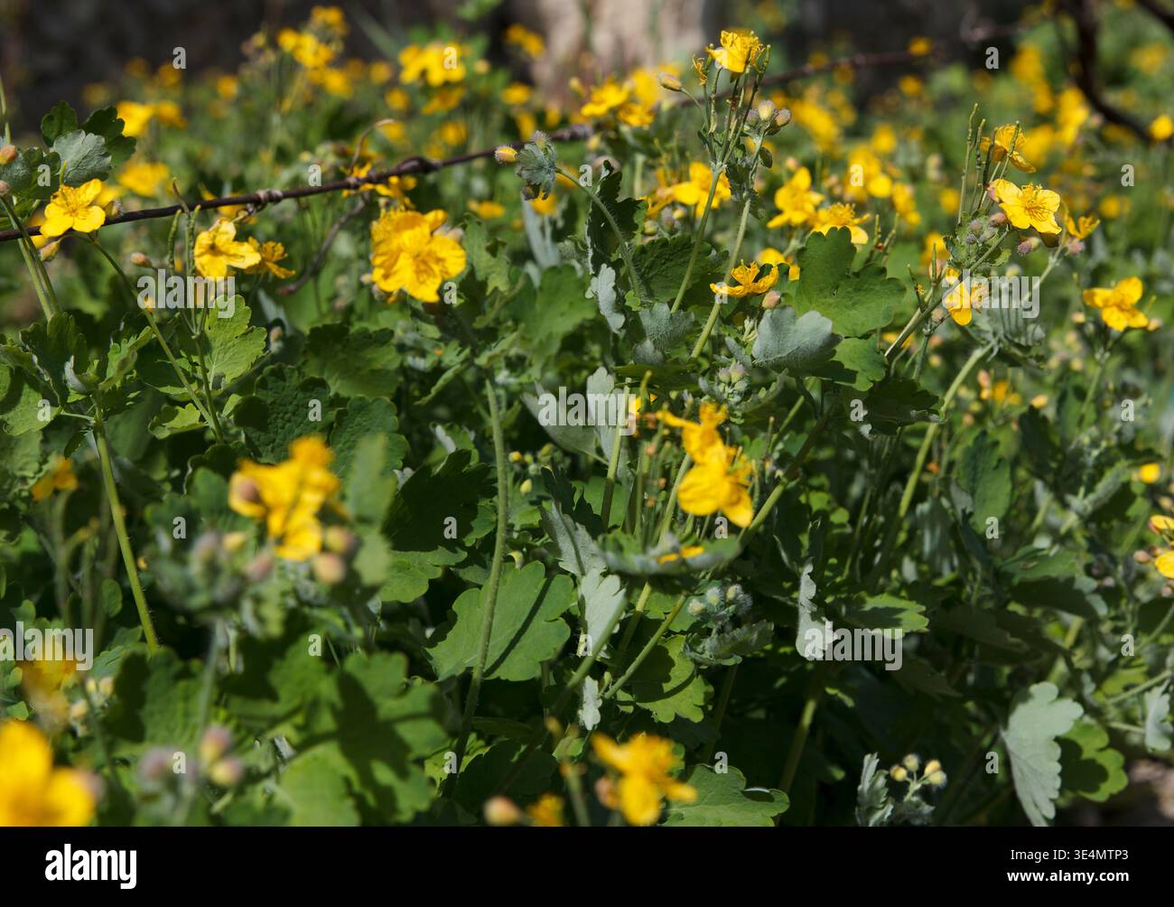 Chelidonium - pianta velenosa con proprietà curative. Una vista ravvicinata di vibranti fiori selvatici gialli che crescono tra il verde del fogliame. La scena cattura beaut Foto Stock