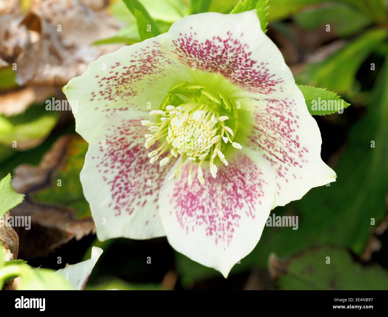 primo piano delle macchie di lavanda bianche Hellebore aperte all'interno dei petali Foto Stock