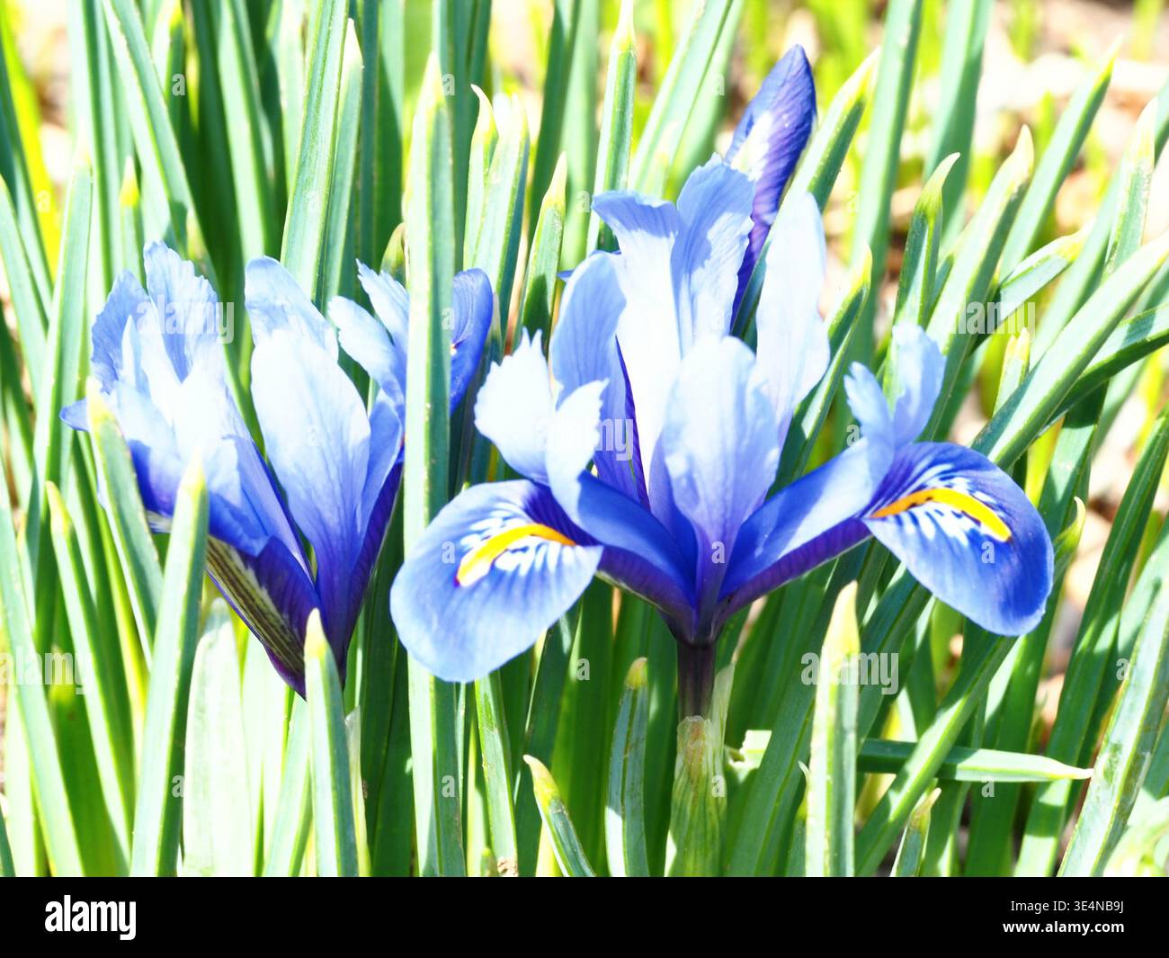 primo piano di Snow Iris a marzo Foto Stock