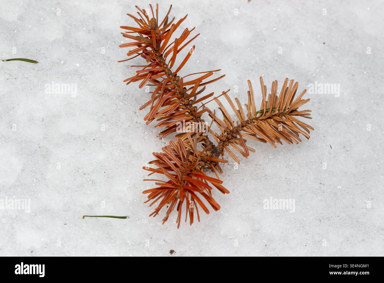 Un piccolo pezzo di ramo di Balsam morto che giace sulla neve, Quebec, Canada Foto Stock