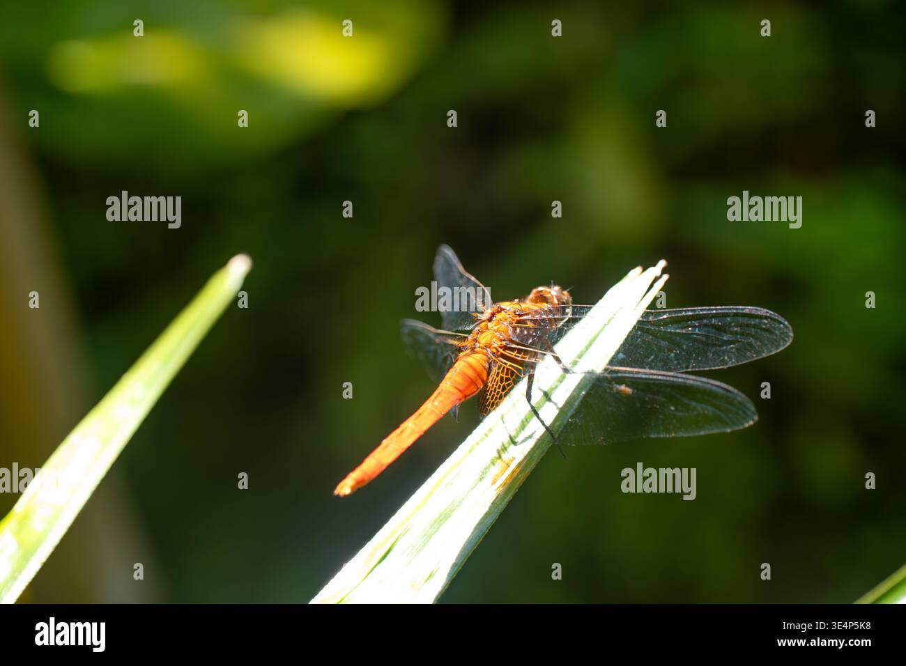 Foto macro dal profilo nitido di una brillante libellula arancione che si aggrappa su un sottile filo metallico arrugginito. Corpo dettagliato e ampio sfondo bokeh colorato. Foto Stock