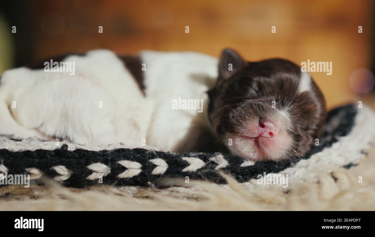 Un cucciolo appena nato dorme dolcemente in un calzino. Animale domestico spensierato e indifeso Foto Stock