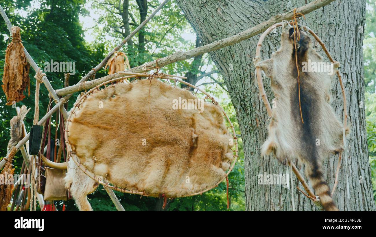 Trofei di pelli in un campo di caccia. Asciugato, teso sul telaio Foto Stock