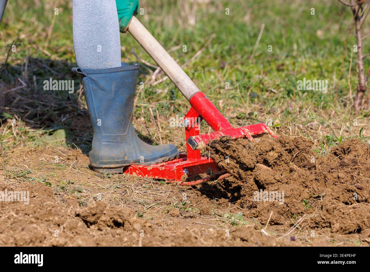 Scavo del terreno con la forchetta da giardino nell'orto, primo piano Foto Stock