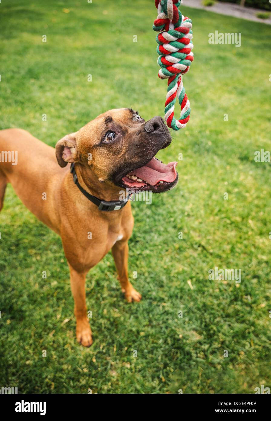 Il cane Boxer tedesco con un'espressione comica guarda con impazienza un colorato giocattolo di corda in un cortile erboso, pronto a giocare e pieno di energia Foto Stock