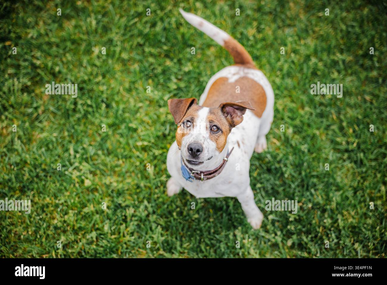 L'attento Jack Russell Terrier si erge sull'erba guardando in alto con gli occhi vigili e la coda sollevata in un ambiente luminoso all'aperto Foto Stock