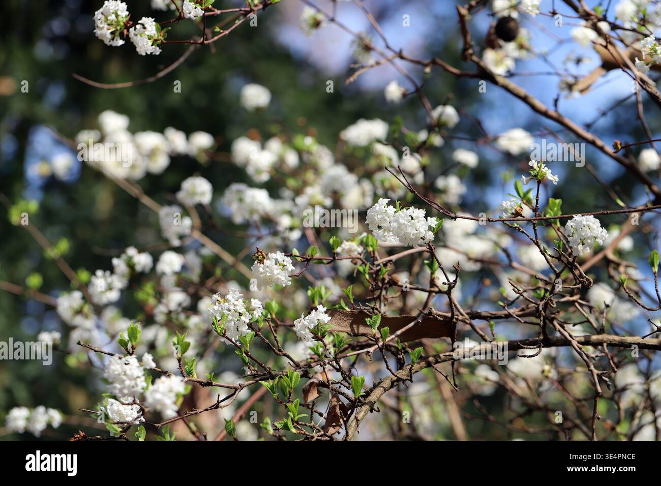 Un arbusto viburnum profumato che fiorisce all'inizio della primavera. Foto Stock
