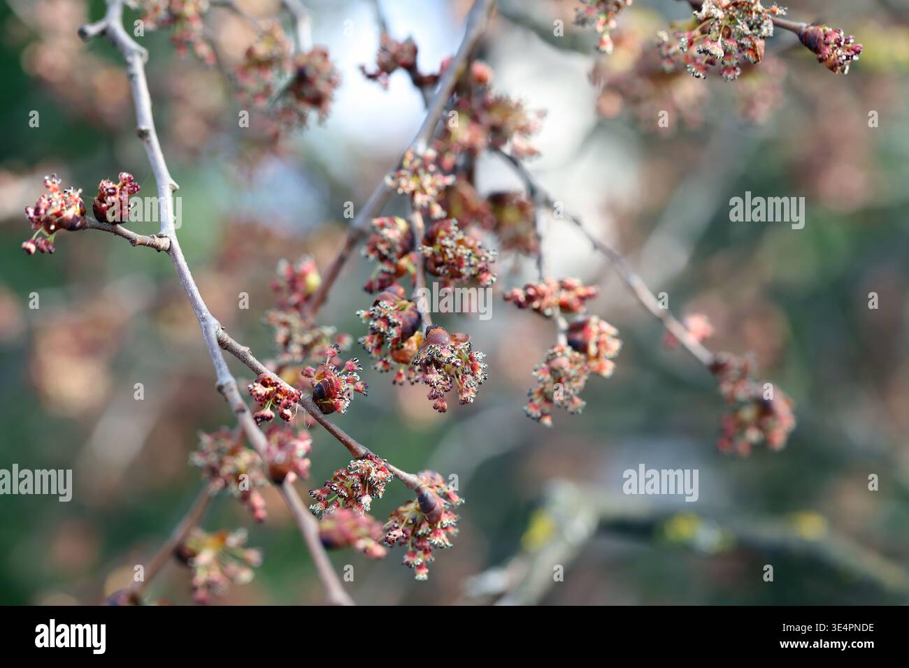 Fiori su un ramo di olmo in primavera. Foto Stock
