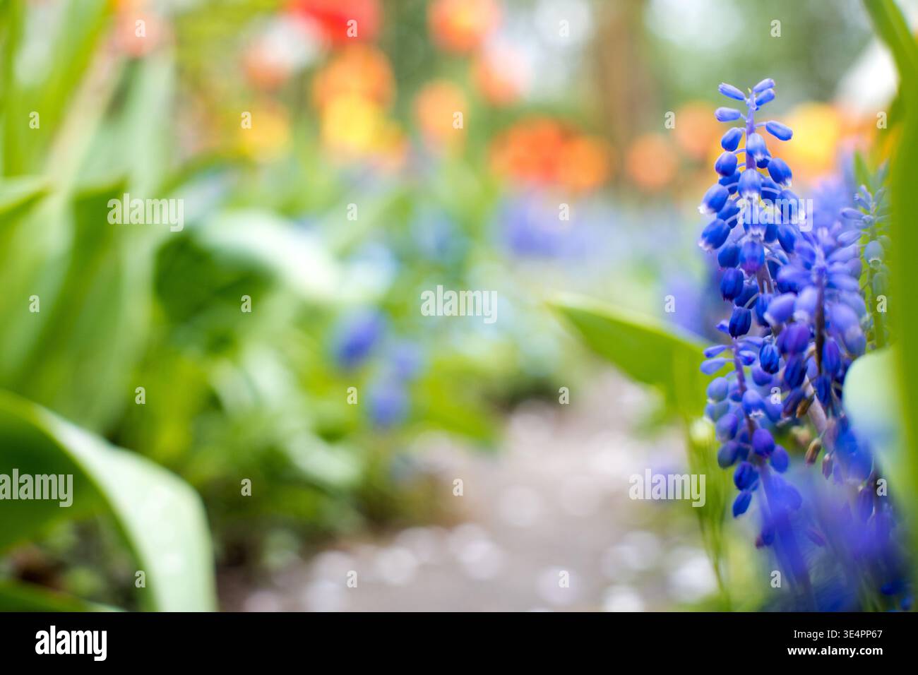 Percorso floreale in giardino, primavera. Foto Stock