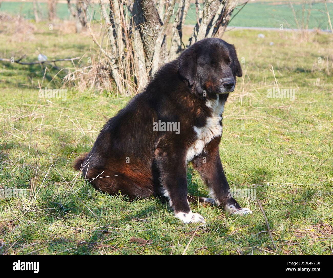 Il cane del pastore di Karakachan riposa sull'erba accanto agli alberi in un ambiente rurale, mostrando la sua struttura robusta e gli esclusivi motivi del cappotto sotto la luce del giorno Foto Stock