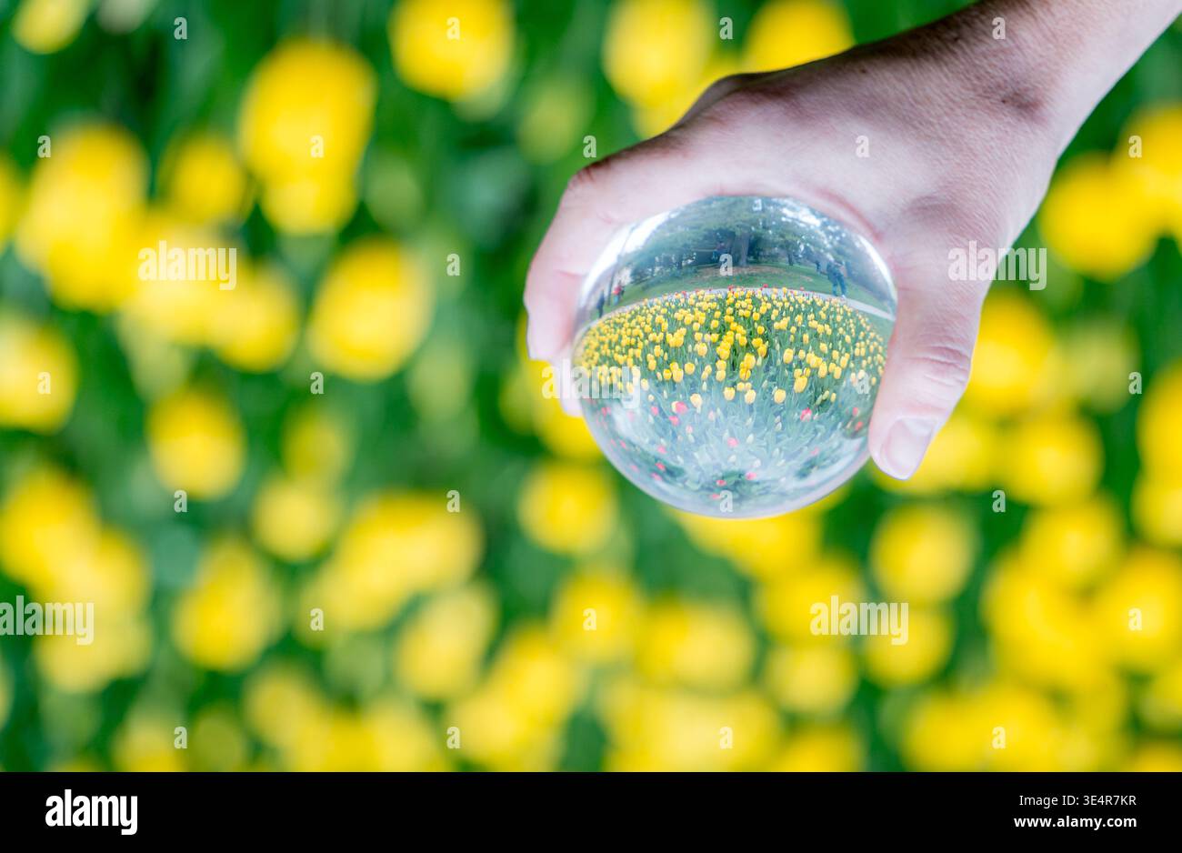 Mano che tiene la sfera di cristallo che riflette tulipani elastici Foto Stock
