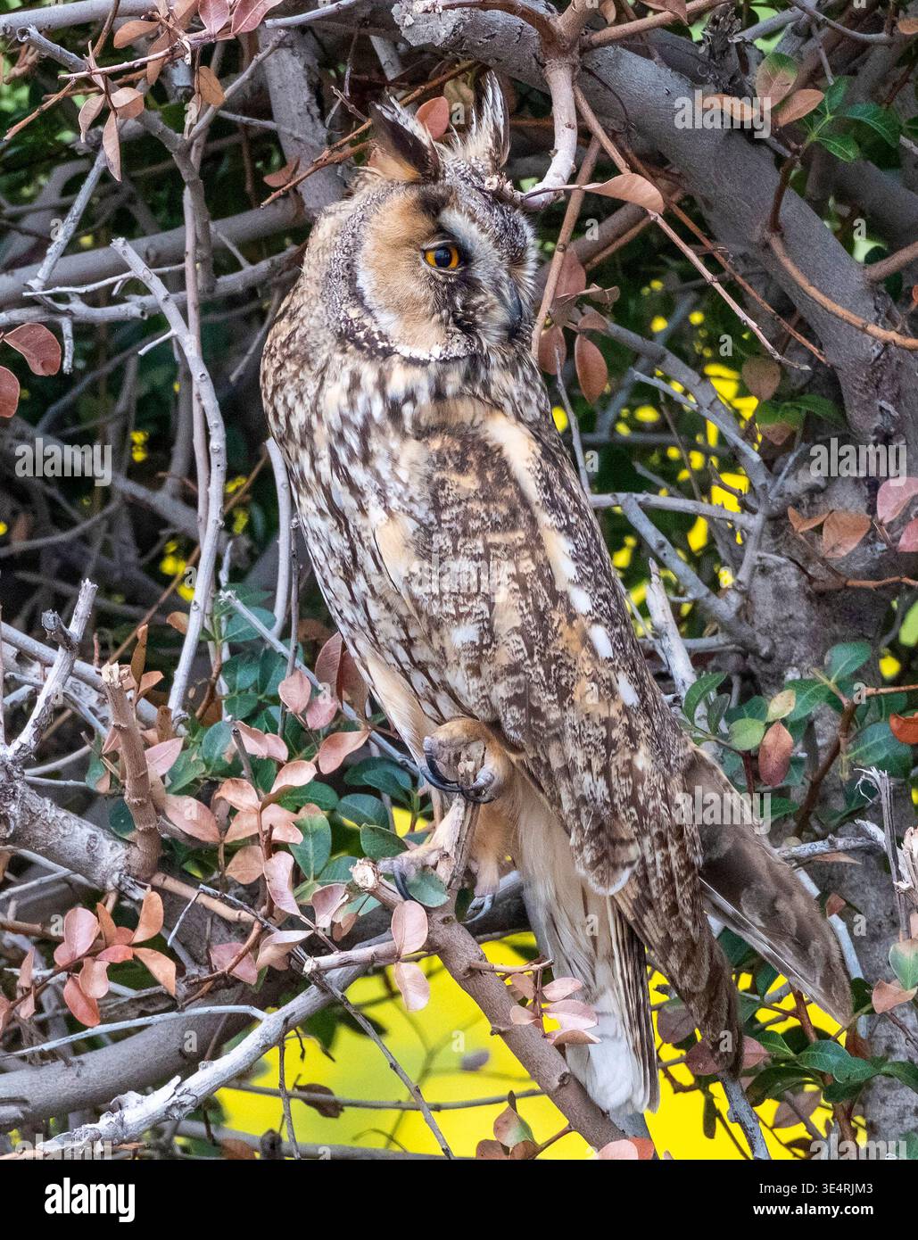Il gufo dalle orecchie lunghe Asio otus si mimetizzò contro in un cespuglio, Cipro Foto Stock