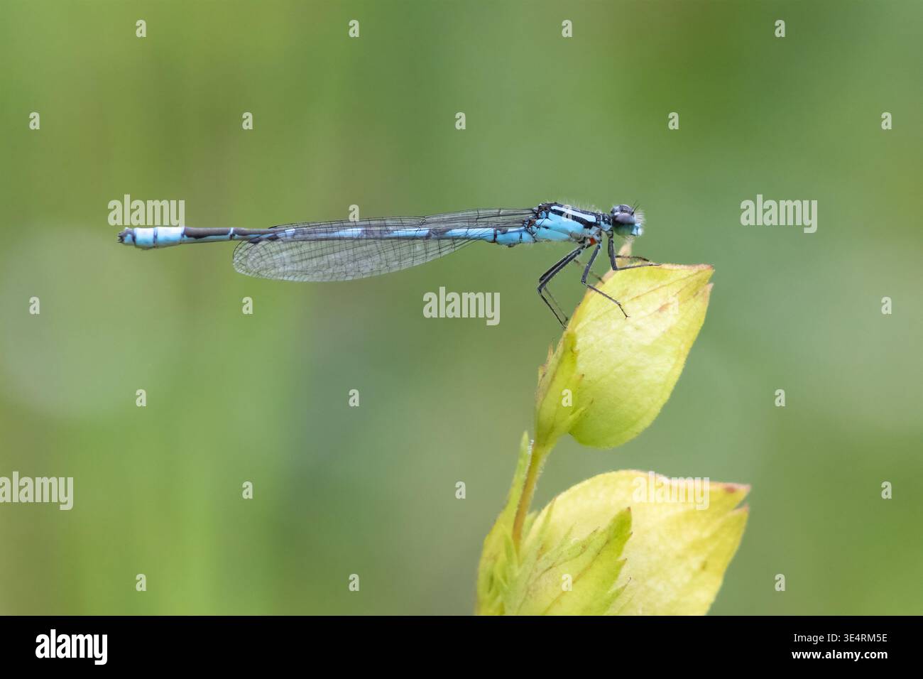Foto macro di Blue Damselfly in piedi su un bocciolo di pianta di sonaglino Foto Stock