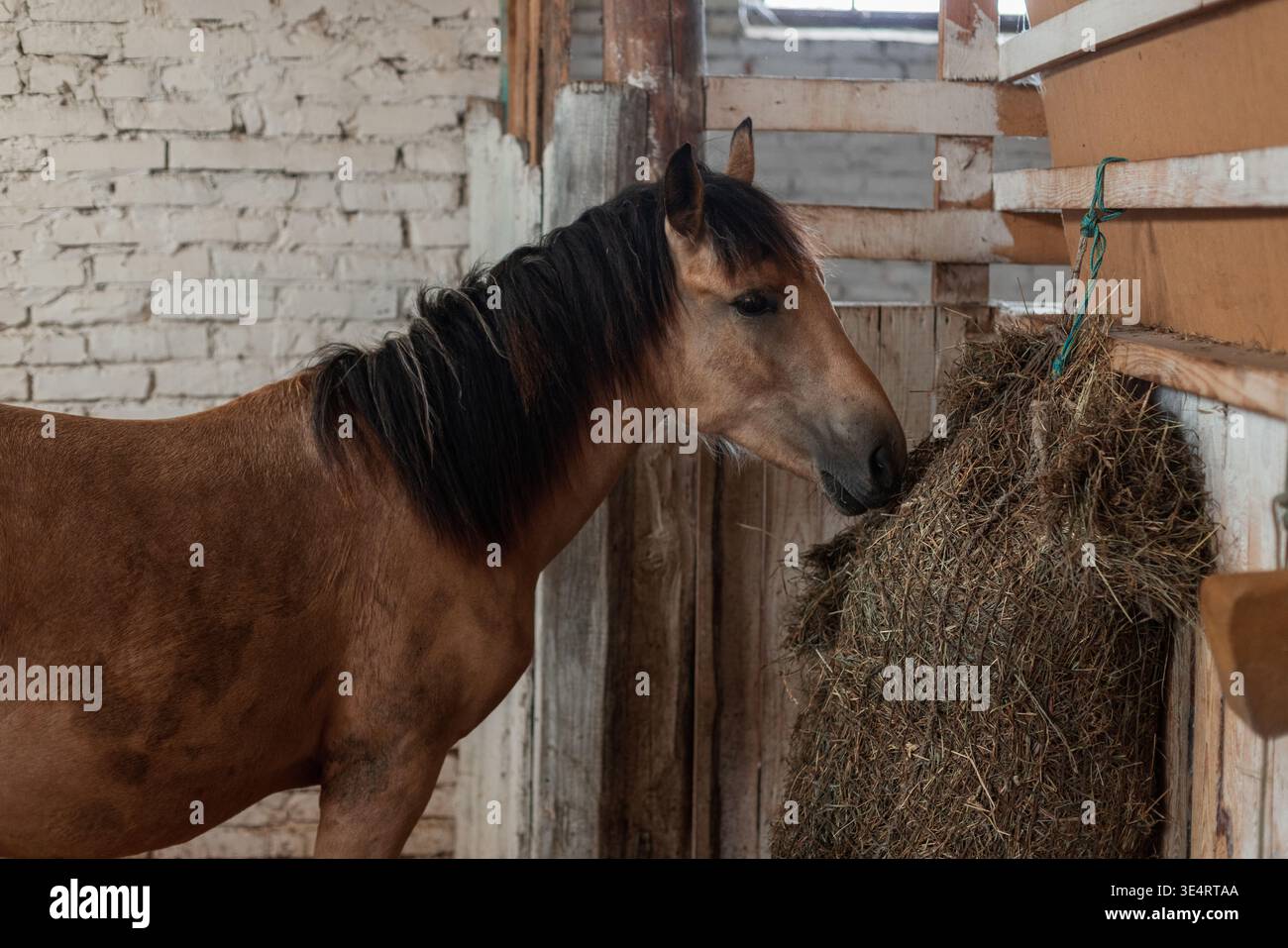 Bellissimo cavallo marrone che riposa in una stalla rustica con pareti in mattoni e legno. Cavallo nel fienile di campagna, guardando curiosamente la macchina fotografica vicino al foraggio Foto Stock
