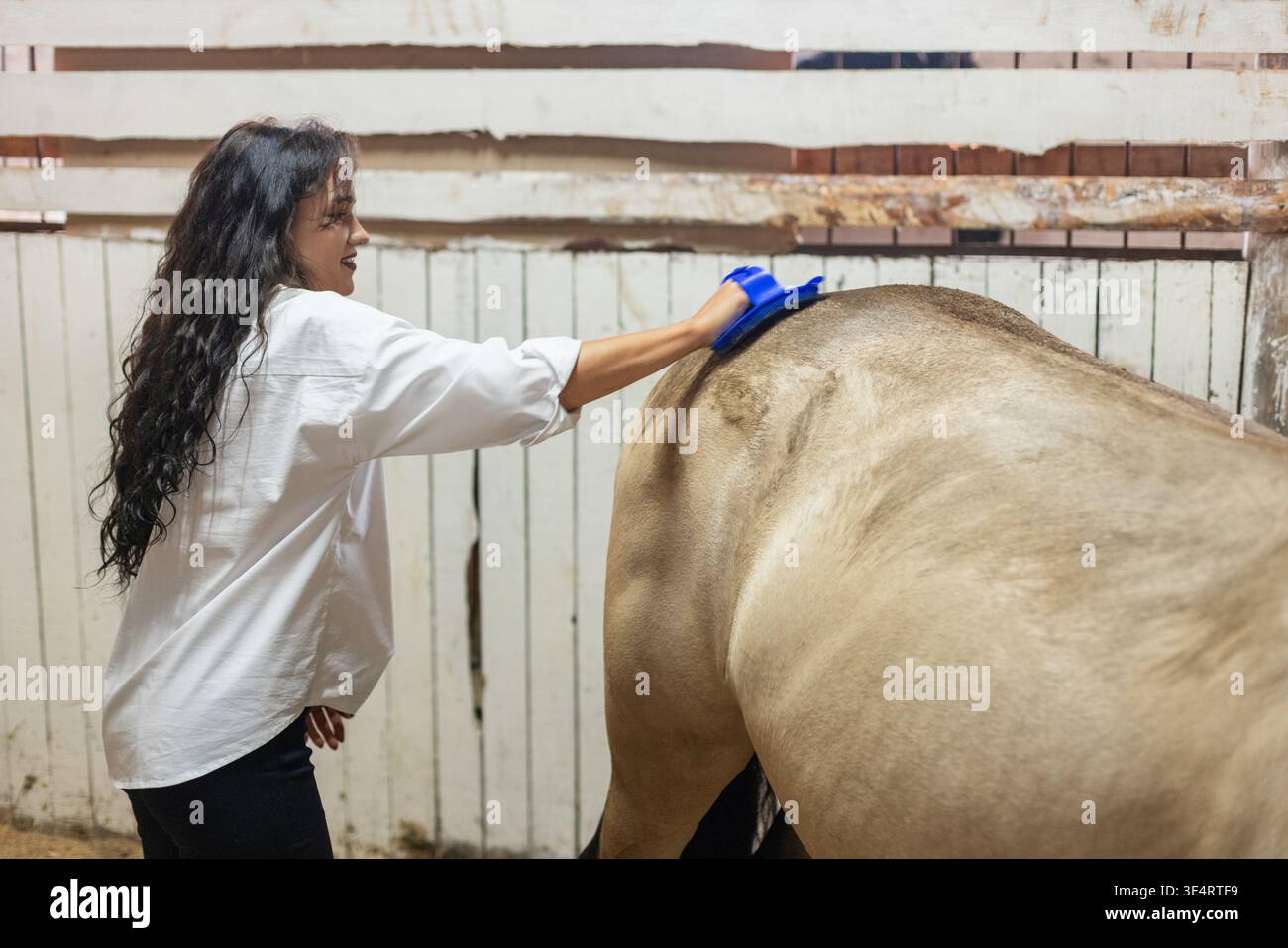 Proprietaria di cavalli che spazzola il cavallo in stalla, stile di vita equestre. Toelettatura dei cavalli in una giovane donna stabile che pulisce il cappotto degli animali. Foto Stock