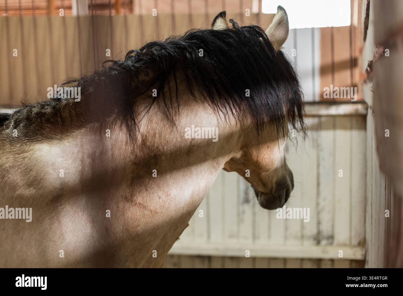 Ritratto ravvicinato di un cavallo con una criniera scura in piedi in una stalla di legno, fotografia di animali da fattoria. Ritratto ravvicinato di un cavallo con criniera scura in una Foto Stock
