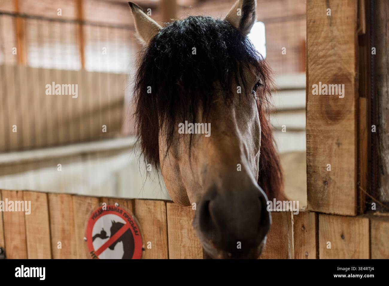 Ritratto ravvicinato di un cavallo con una criniera scura in piedi in una stalla di legno, fotografia di animali da fattoria. Cavallo con lunga criniera nera in piedi in stal di legno Foto Stock