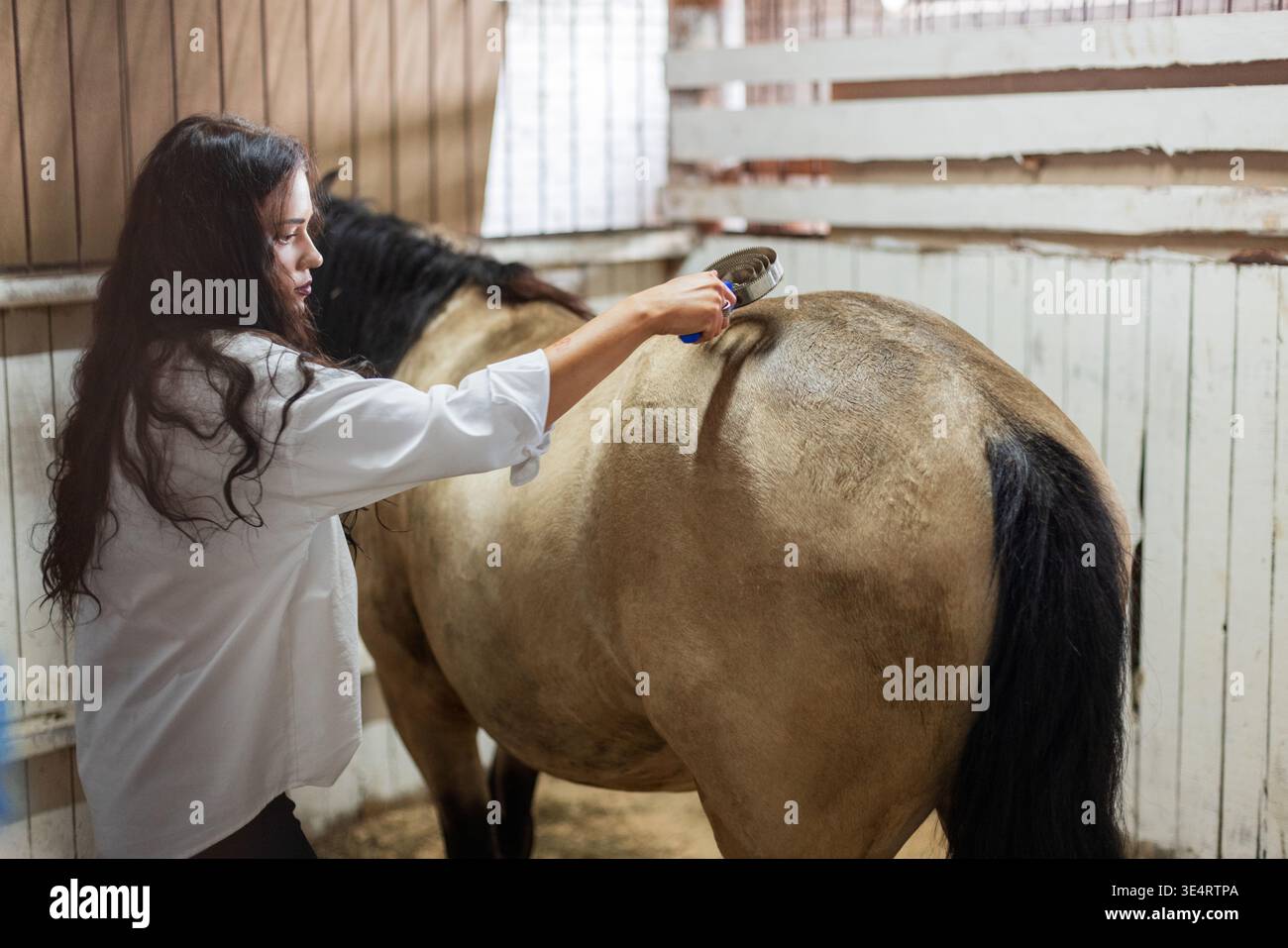 Donna custode di cavalli che cura l'animale nel fienile per igiene e comfort. La donna si prende cura del cavallo, spazzolando la schiena all'interno di una stalla di legno. Foto Stock