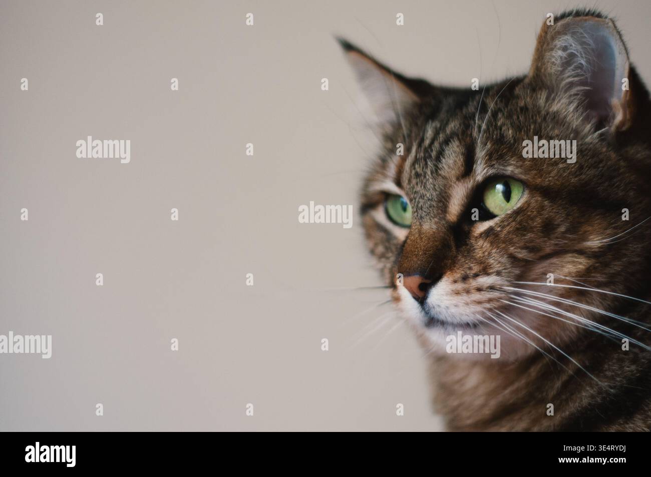 primo piano di gatto dagli occhi verdi Foto Stock