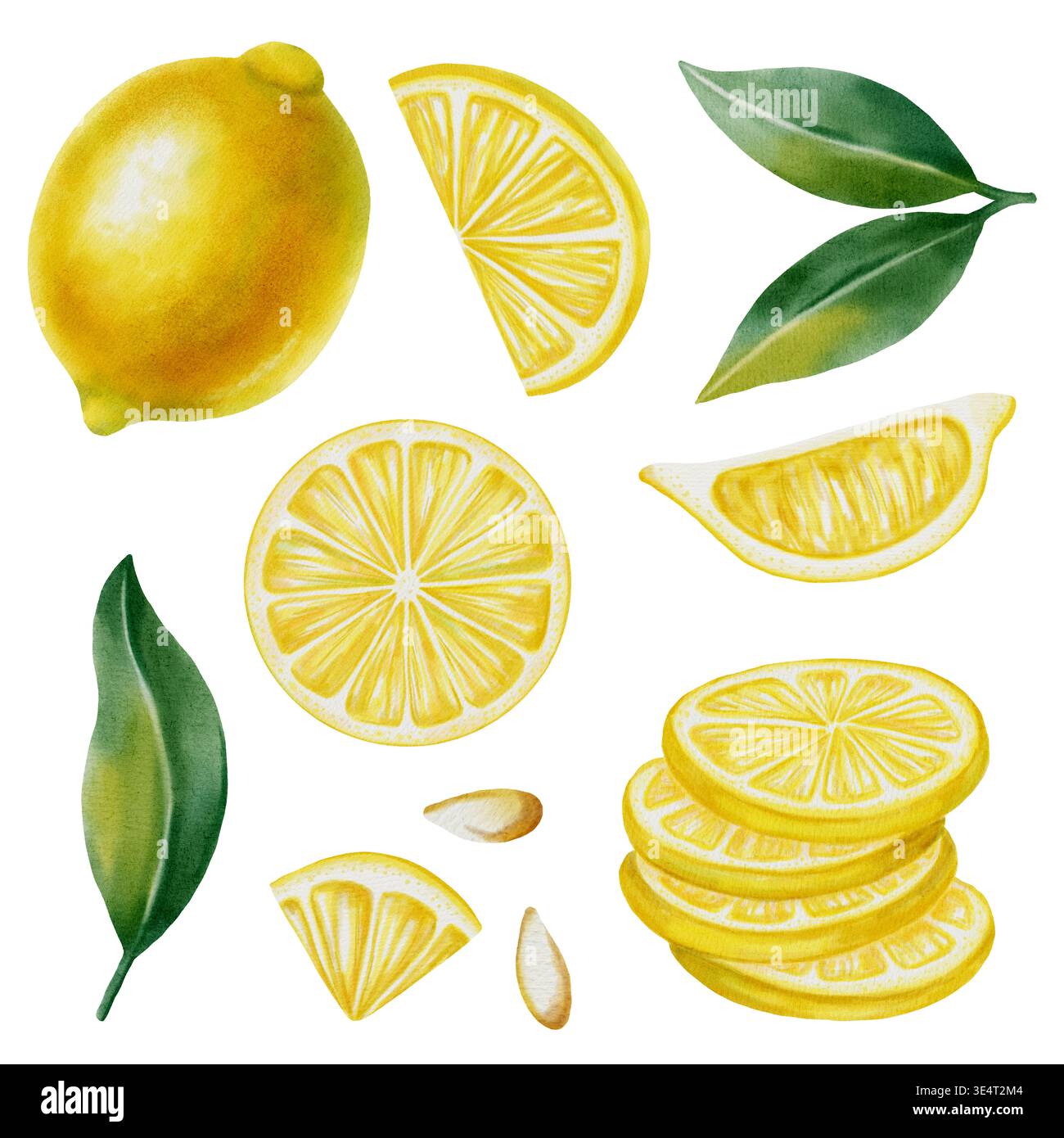 Set di acquerelli di limoni freschi. Include limoni interi, metà e fette arrotondate, foglie e scorza. Elementi vibranti di agrumi per la progettazione, il confezionamento di alimenti, Foto Stock