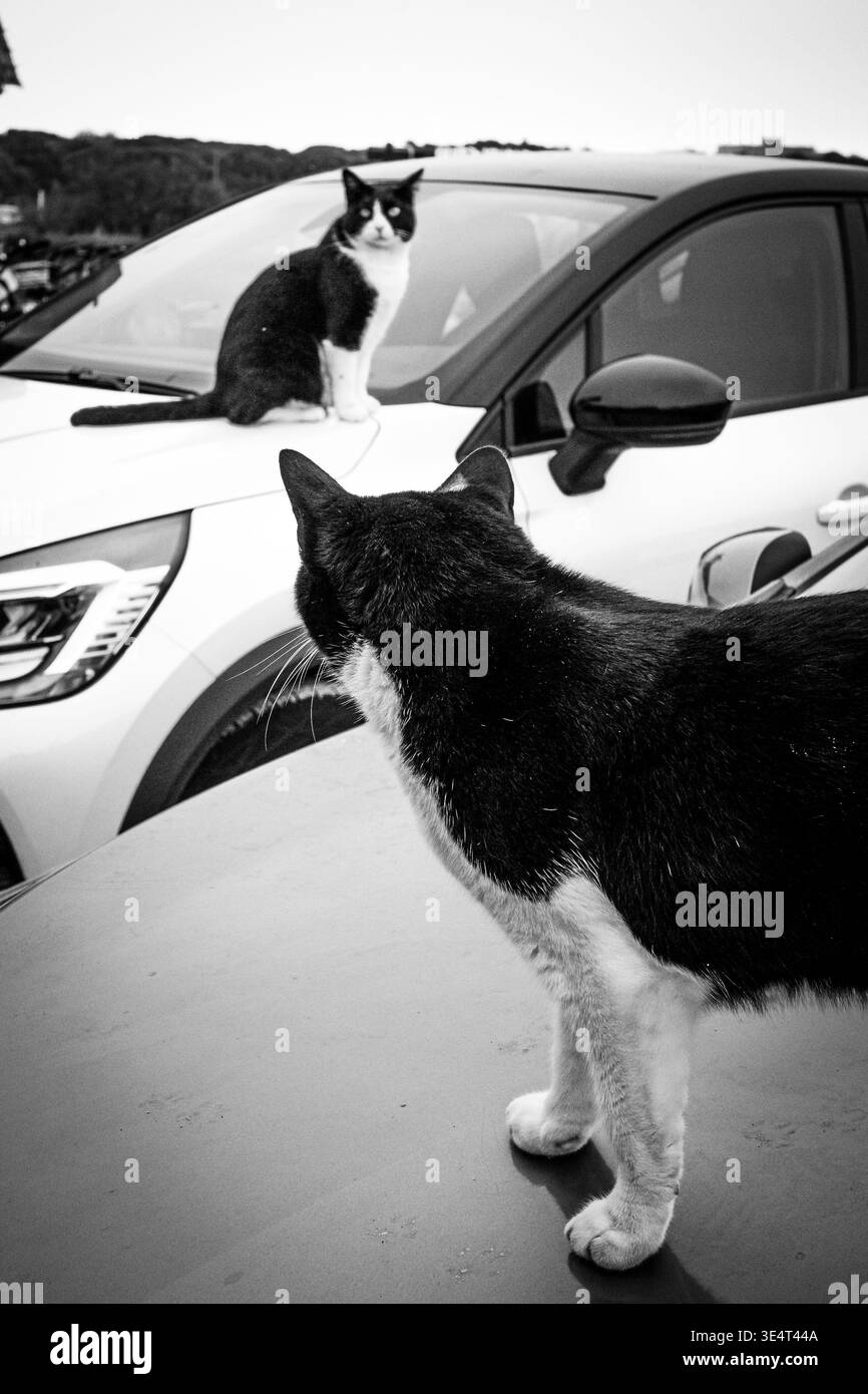 Fotografie di strada in bianco e nero di due gatti da smoking che si guardano mentre sono appollaiati su auto parcheggiate in un ambiente all'aperto. Foto Stock