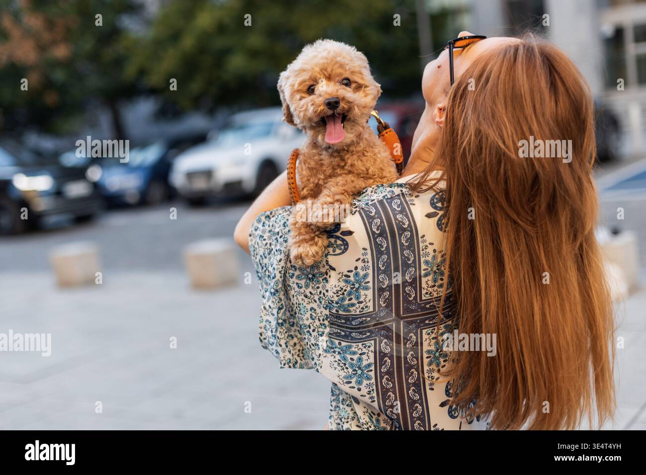 Il suo proprietario trasporta un buon barboncino giocattolo all'aperto in una città. Il cane sorride con la lingua fuori, godendosi la passeggiata e le vibrazioni del tramonto. Affettuoso m Foto Stock