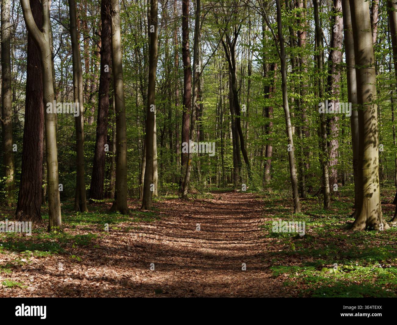 Strada nella foresta in primavera Foto Stock