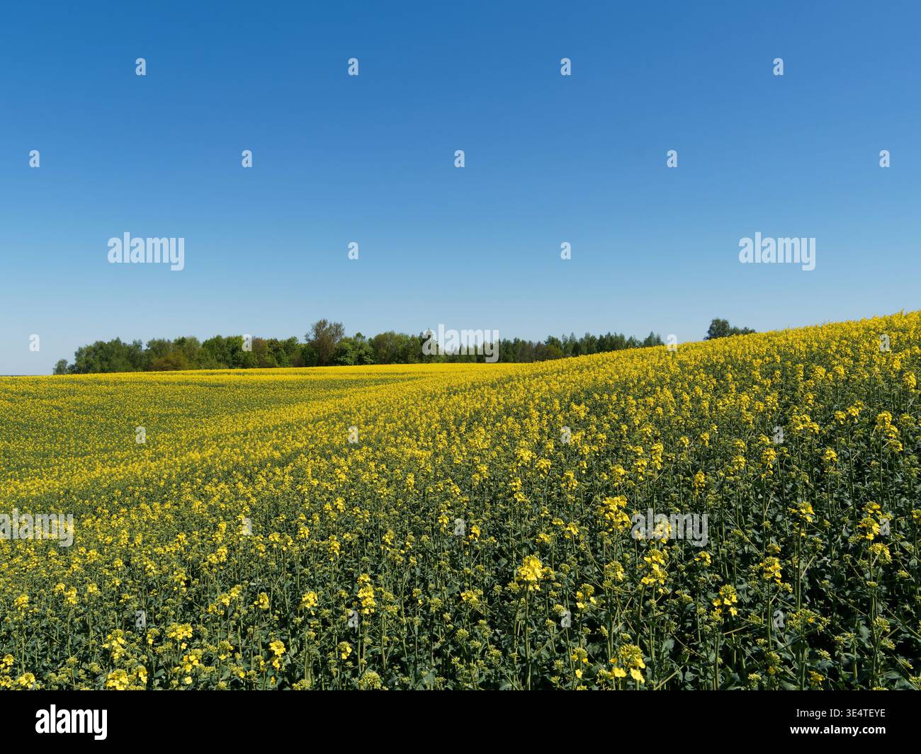 Paesaggio primaverile con un cielo blu di colza Foto Stock