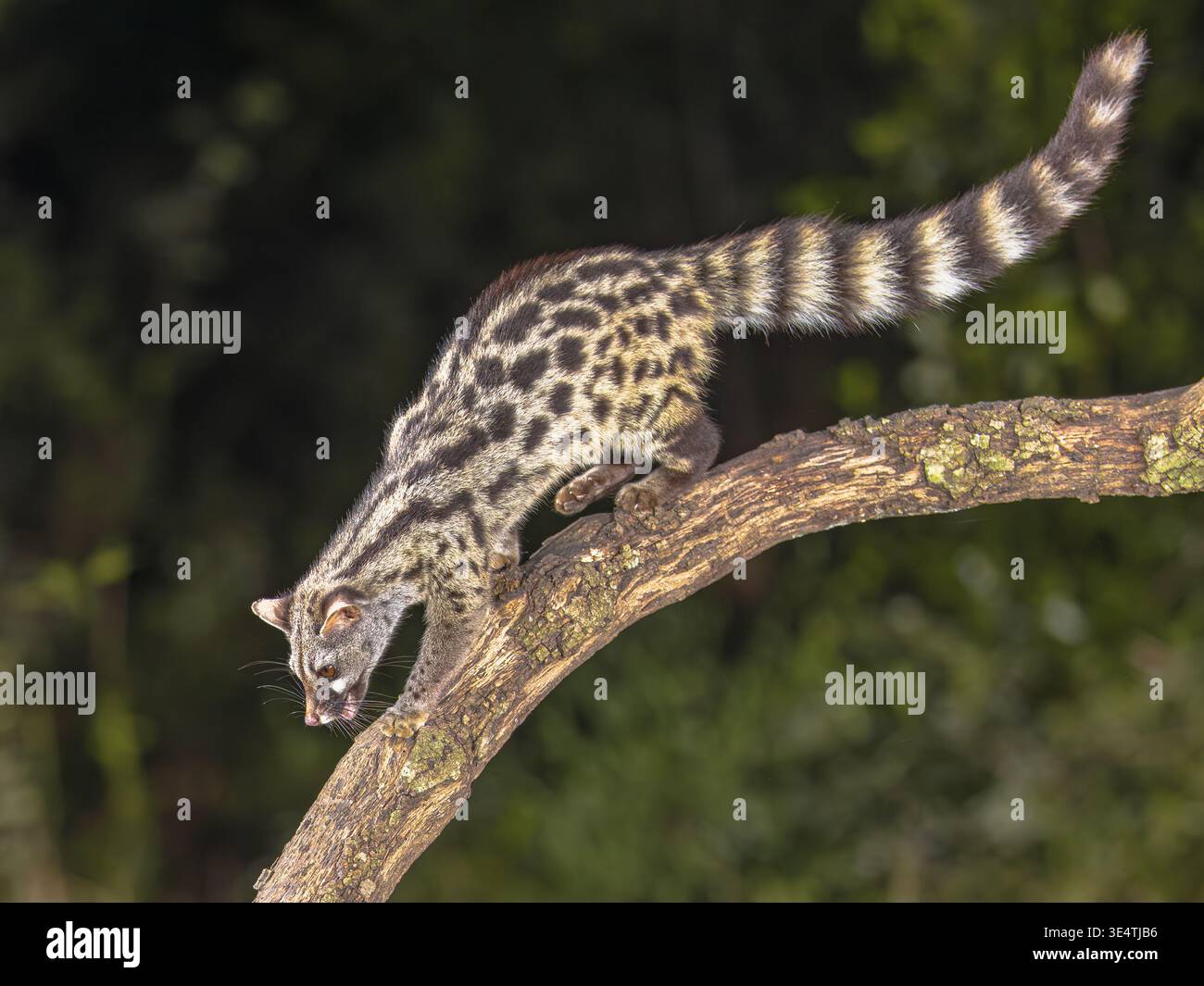 Genet comune (Genetta genetta) sul ramo nel buio della notte. Gatto selvatico a caccia di preda nella foresta spagnola. Fauna selvatica scena della natura in Europa. Foto Stock