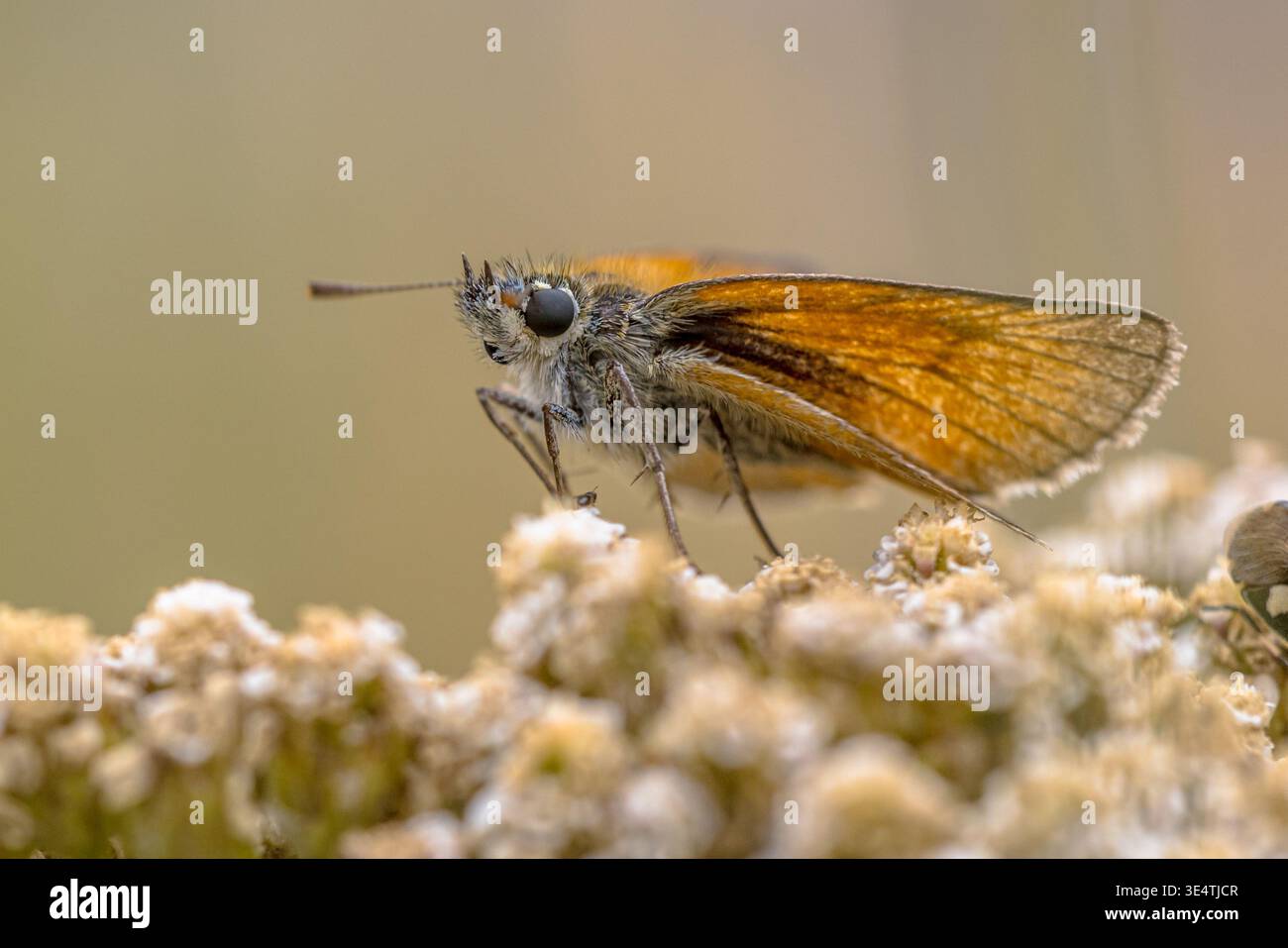 Primo piano estremo di una piccola farfalla Skipper (Thymelicus sylvestris) arroccata su fiori selvatici bianchi nelle Cevennes, in Francia. Il profilo laterale rivela grandi dimensioni Foto Stock