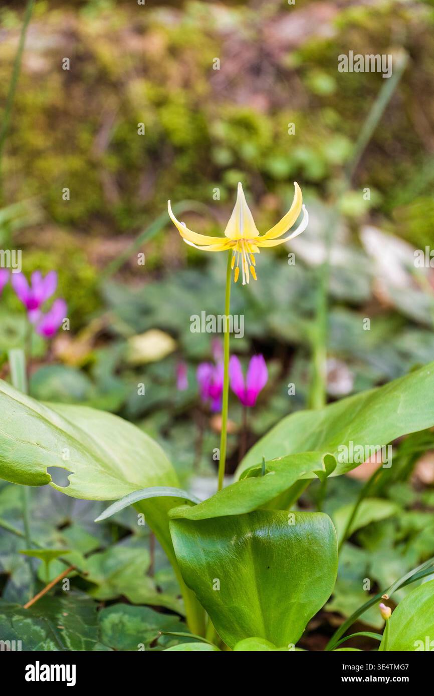 Tuolumne fawn-giglio (Erythronium tuolumnense) Compton Acres Poole Dorset Inghilterra Regno Unito. Marzo 2026 Foto Stock