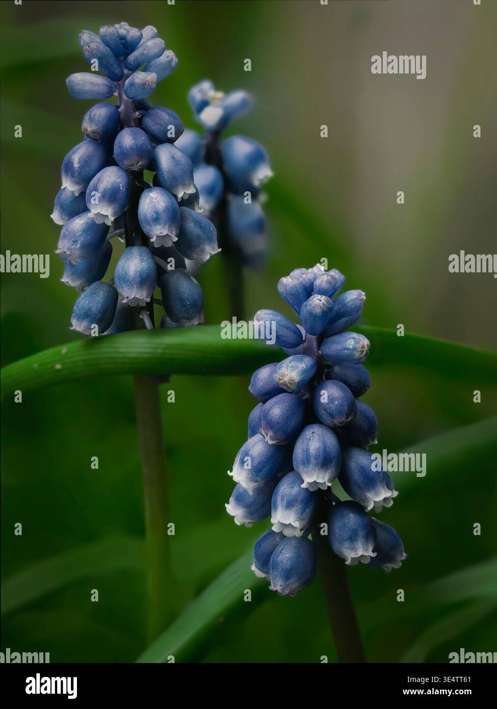 Due fiori di Giacinto d'uva con petali blu e punte bianche fioriscono in un giardino. Foto Stock