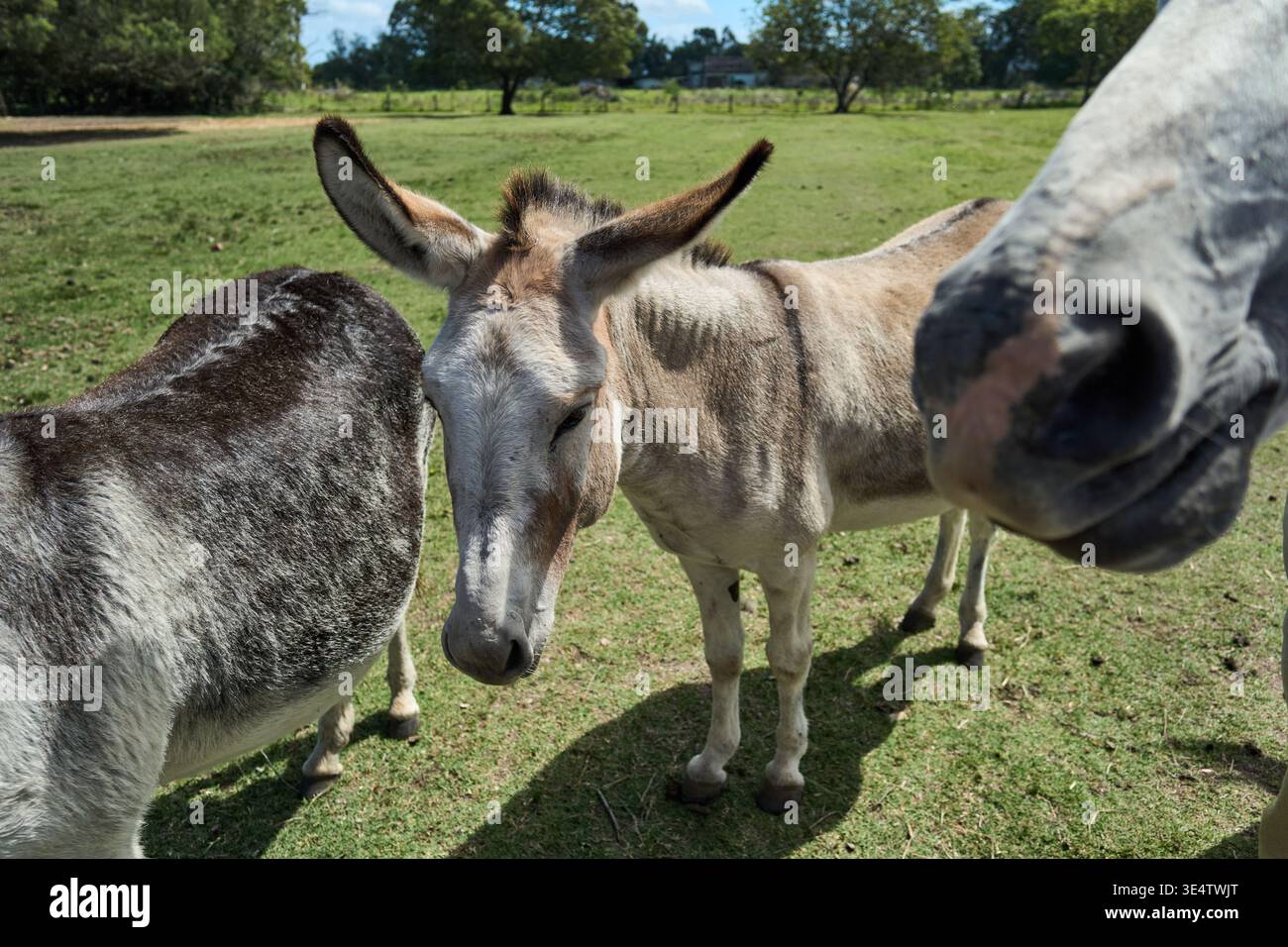 Tranquillo scenario rurale con animali e luce solare. Tre asini e cavalli in un tranquillo ambiente di campagna Foto Stock