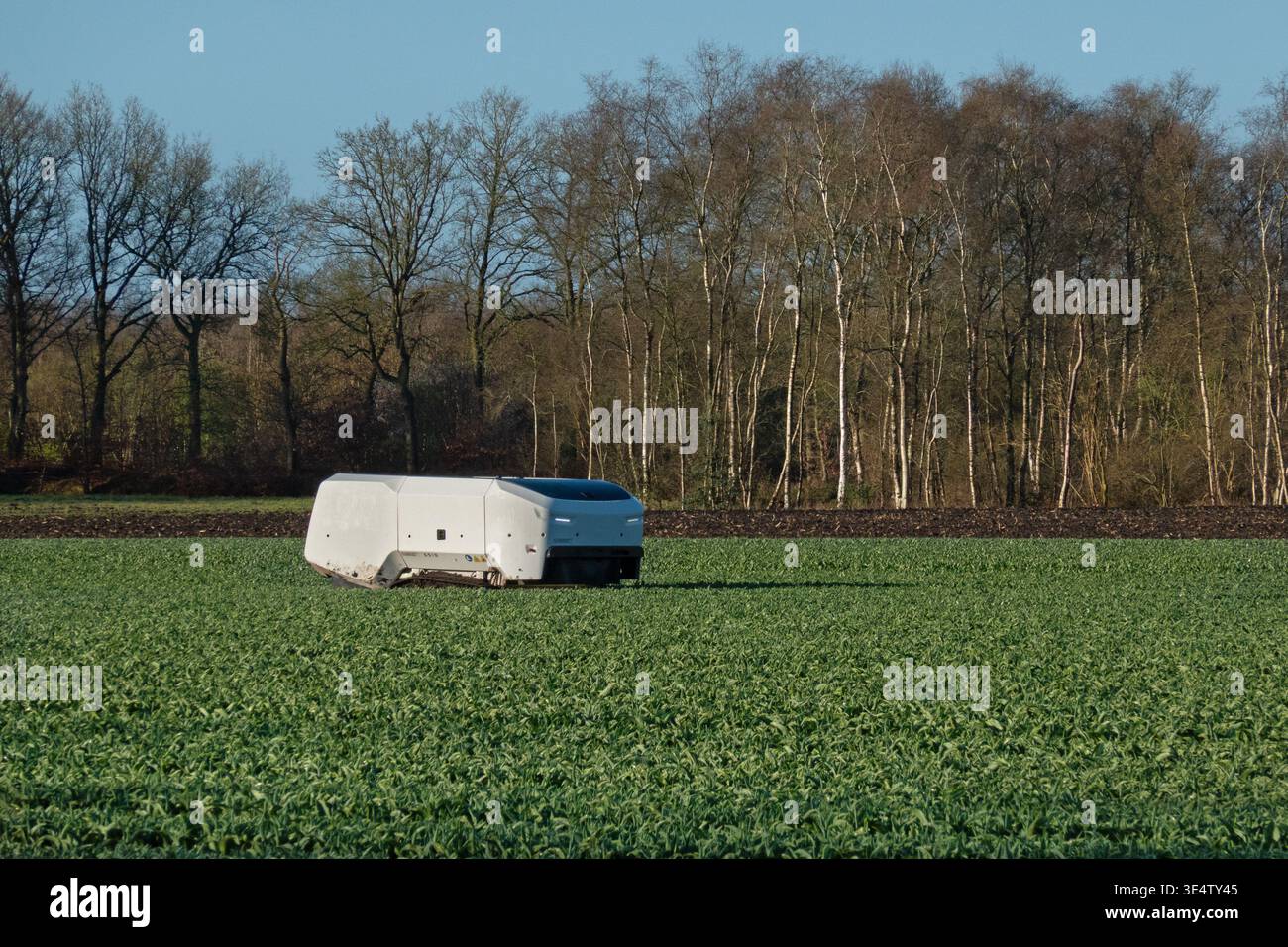 Robot di selezione dei tulipani, avvistando piante malate in un campo di bulbi di tulipani Foto Stock