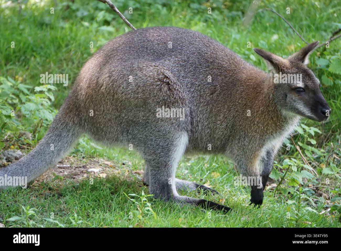 Canguro grigio e marrone accovacciato con uno sfondo verde erboso Foto Stock