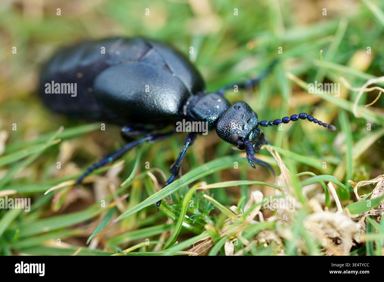 Foto macro di uno scarabeo nero con marcature e dettagli blu viola, che strisciano tra l'erba e la luce che splende sulla schiena Foto Stock