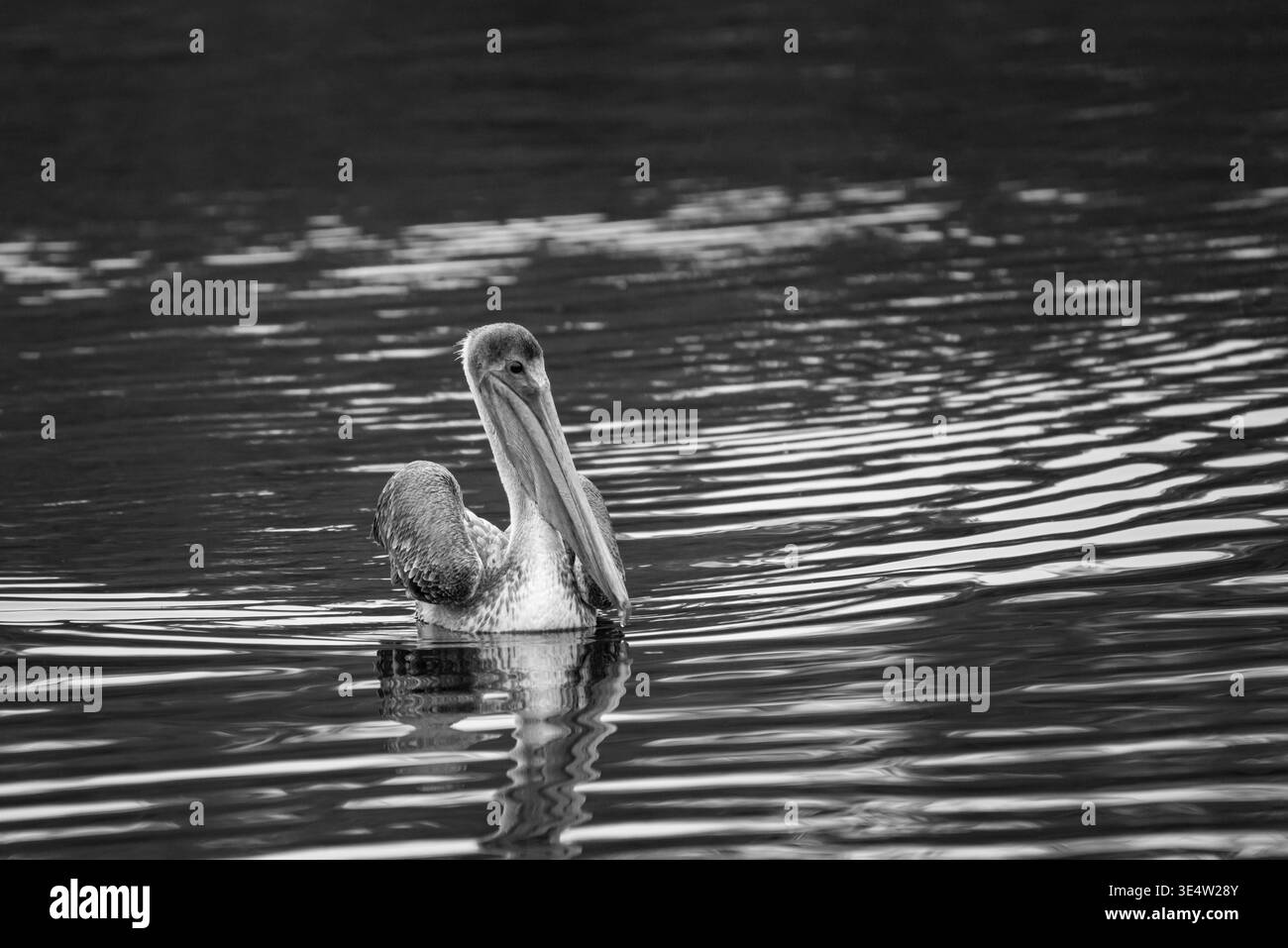 Un singolo pellicano marrone crea increspature nell'acqua che galleggia su uno stagno in bianco e nero Foto Stock