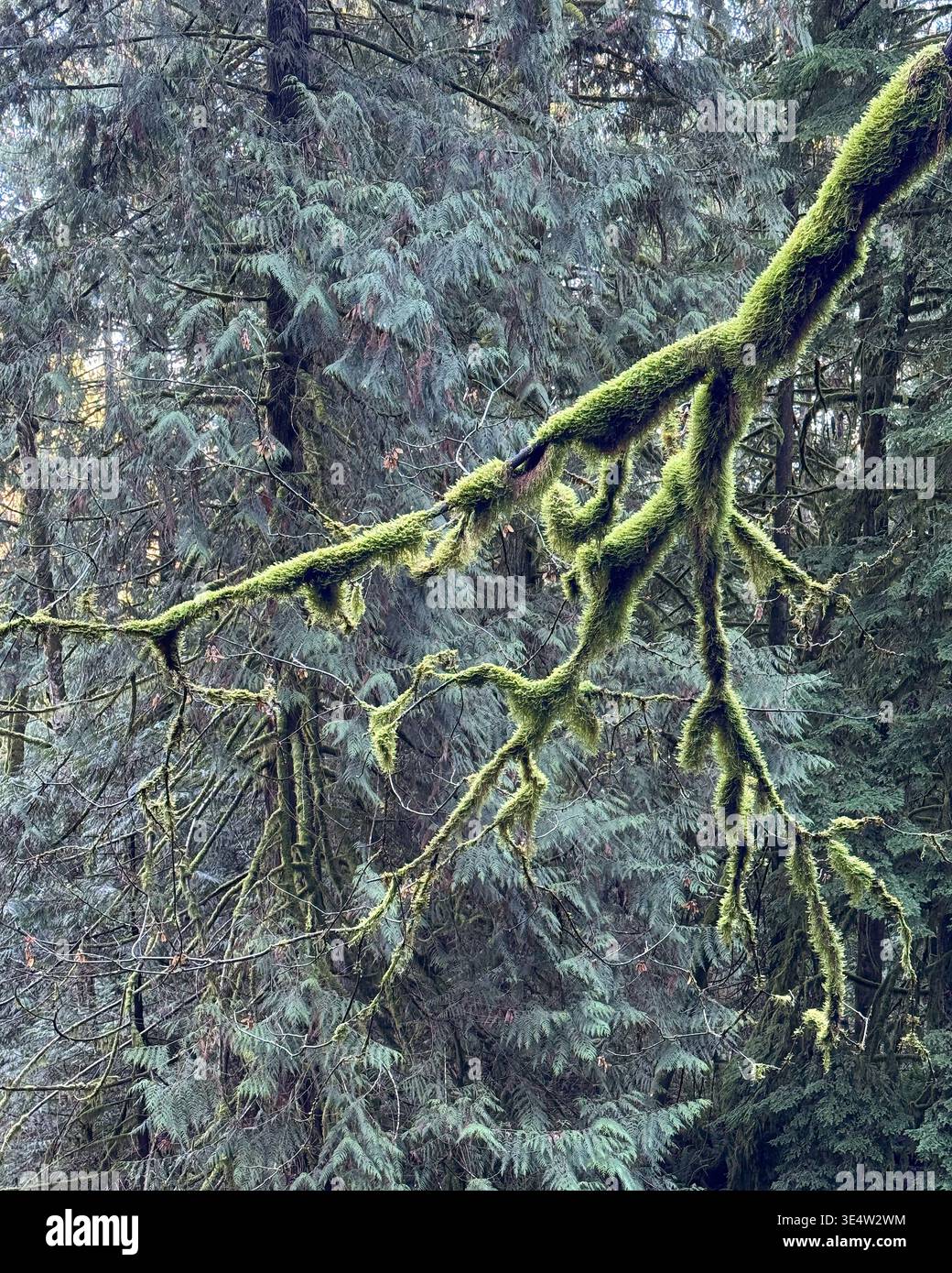 Un ramo di albero sospeso è coperto da capelli spessi come muschio in una foresta vicino a Ladysmith sull'isola di Vancouver. Foto Stock
