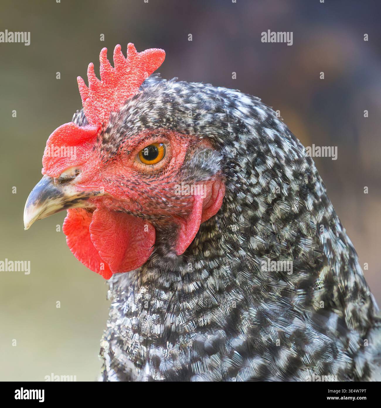 Primo piano Ritratto di un pollo martellato con un pettine rosso vivace Foto Stock