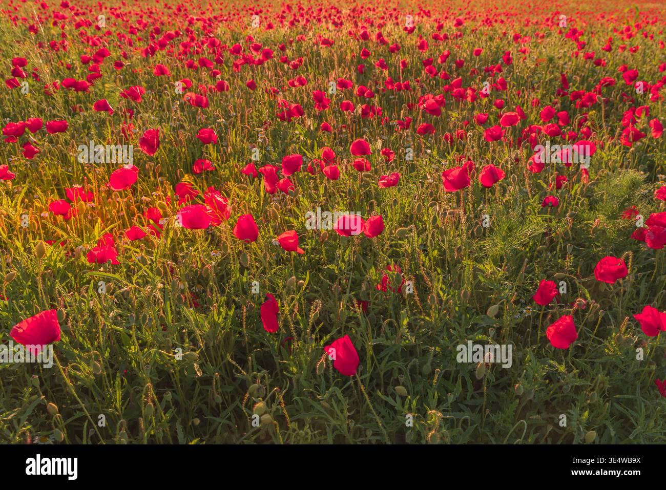 Primo piano di papaveri rossi in fiore, Renania-Palatinato, Germania Foto Stock