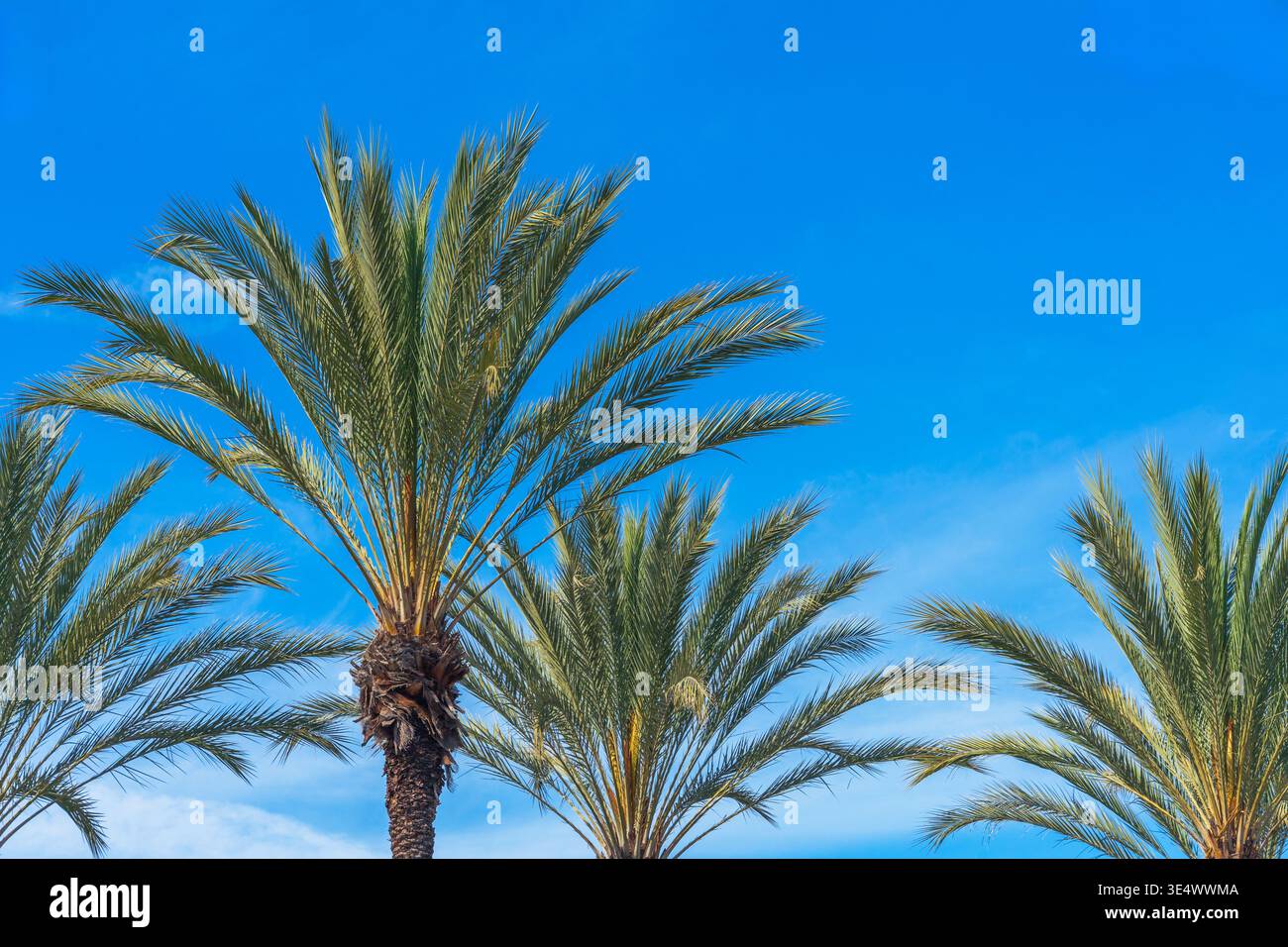 Un gruppo di alte palme verdi rifinite in stile resort con uno sfondo di un cielo blu. Foto Stock