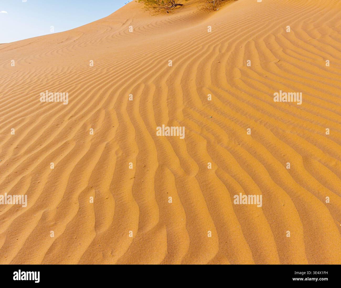 Motivi soffiati dal vento nelle dune di sabbia di Algodones, Imperial Sand Dunes National Recreation area, California, Stati Uniti Foto Stock