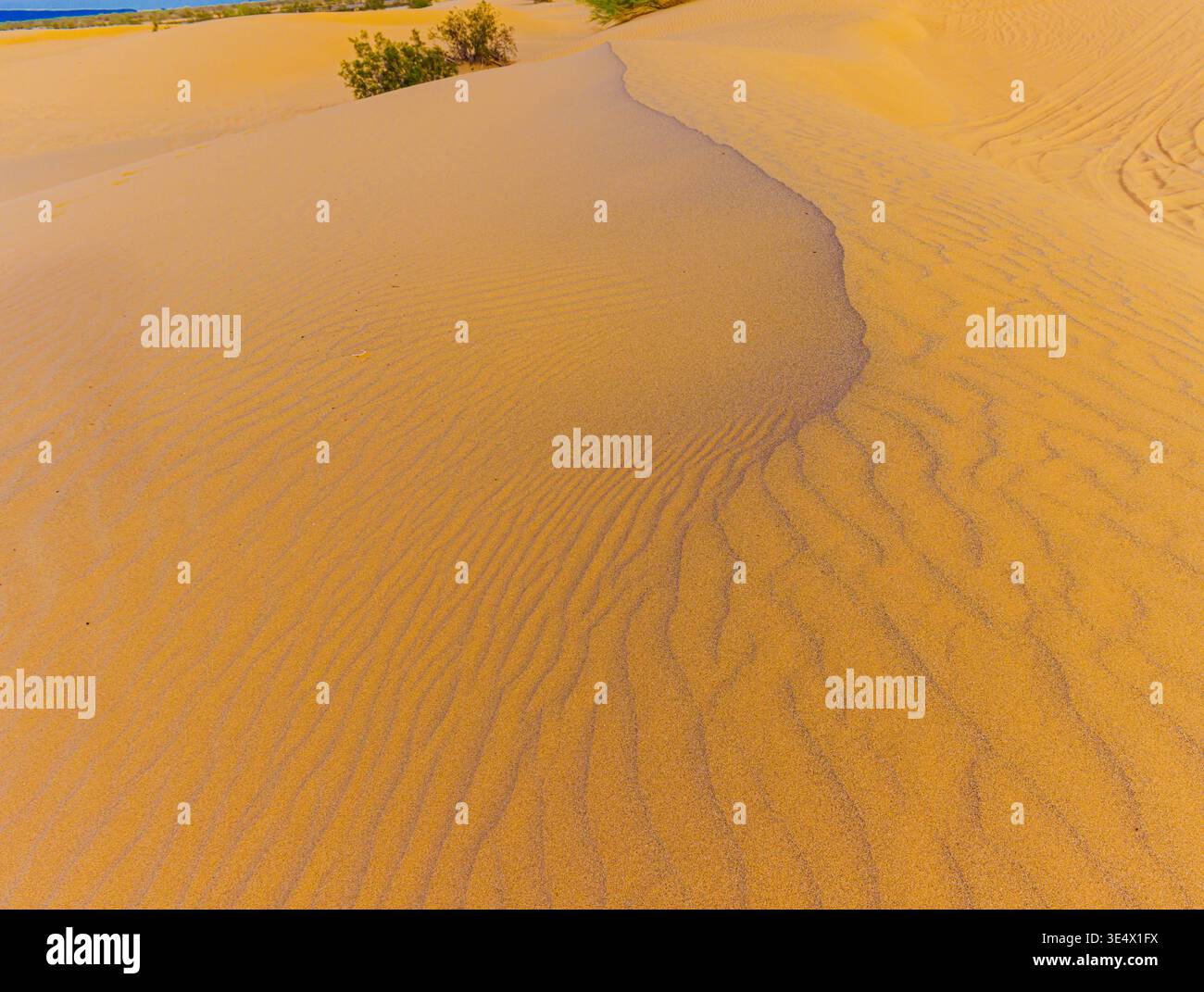 Luce serale sulle dune di sabbia Golden Algodones, Imperial Sand Dunes National Recreation area, California, Stati Uniti Foto Stock