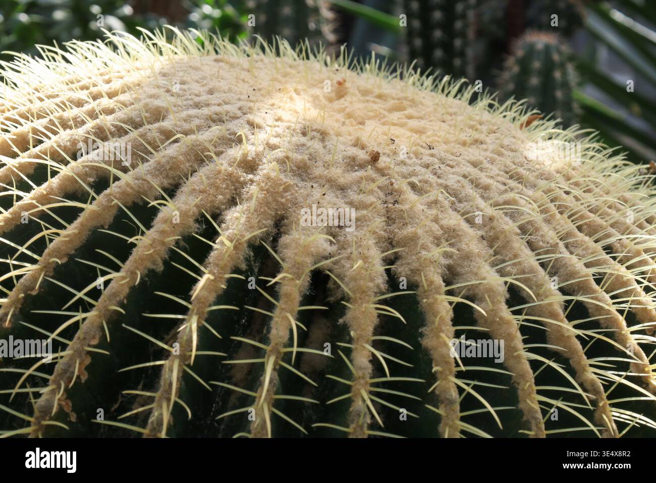 Primo piano di cactus a coste con spine affilate e corona bianca sfocata, illuminata dalla luce del sole, con sfondo di cactus sfocato in un ambiente serra. Foto Stock