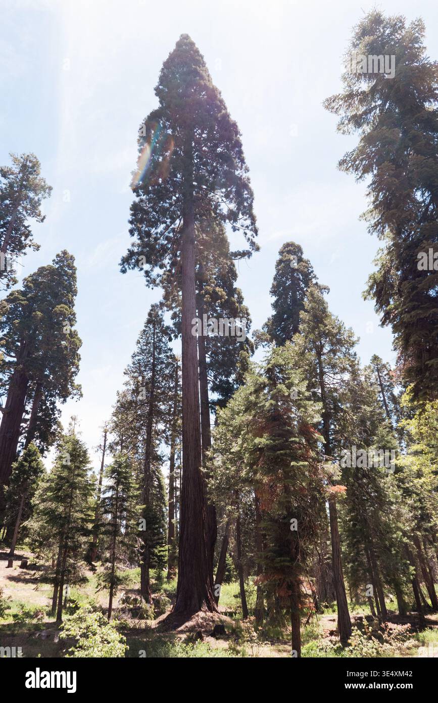 Imponenti sequoie giganti nel Converse Basin Grove, Sequoia National Forest, California, USA, sotto la luce del sole. Foto Stock