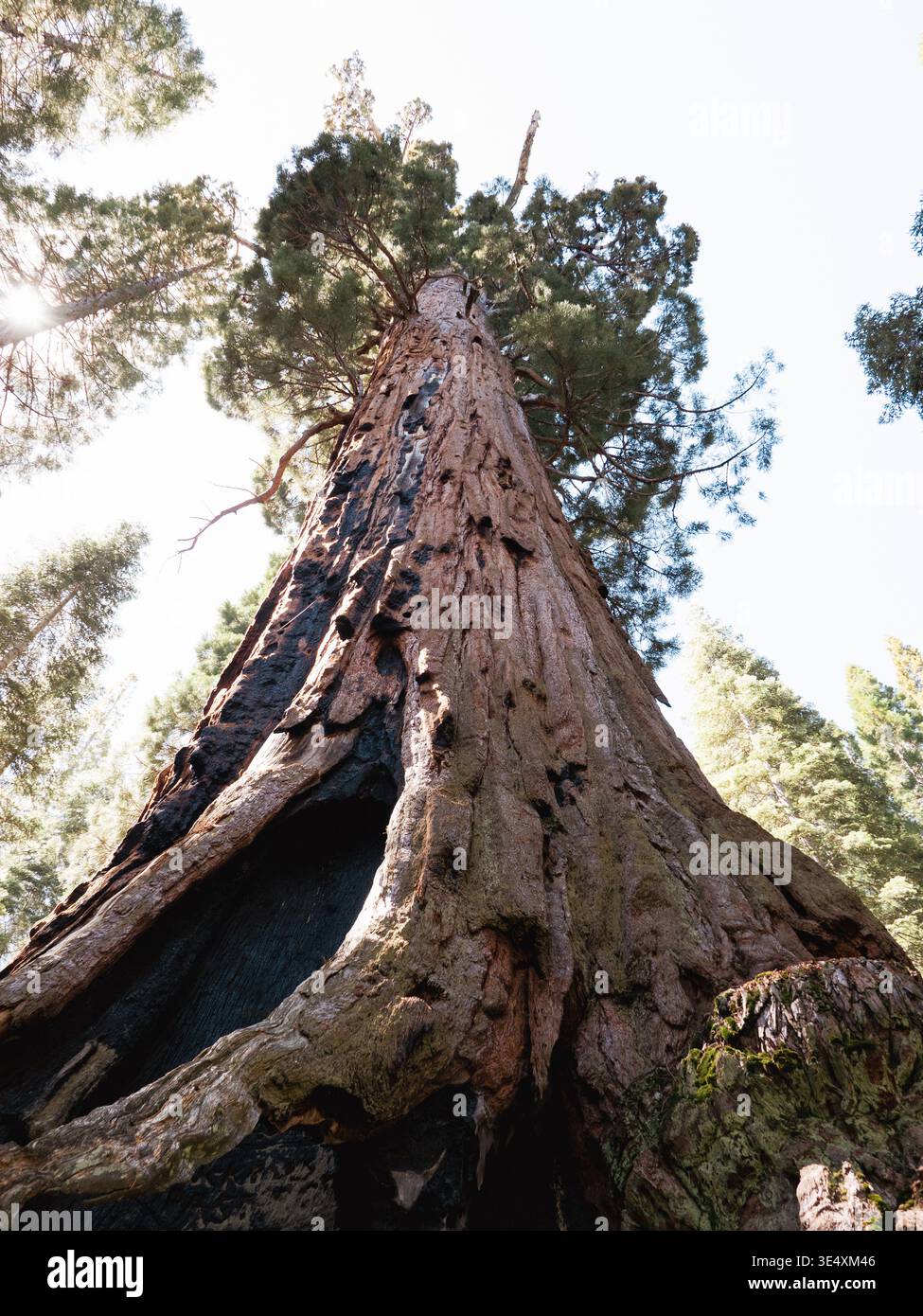 The Boole Tree, una delle sequoie giganti più grandi del mondo, nella Sequoia National Forest, California, USA, visto dal basso. Foto Stock