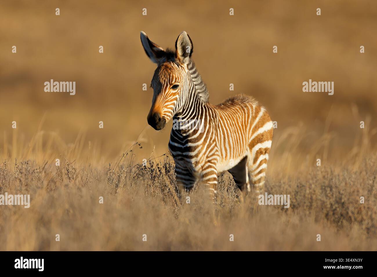 Una giovane zebra di montagna del Capo (Equus zebra) puledro nell'habitat naturale, Mountain Zebra National Park, Sudafrica Foto Stock