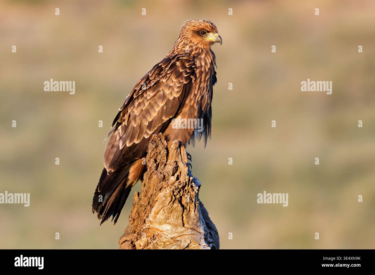 Un aquilone a becco giallo (Milvus aegyptius) arroccato su un ceppo, deserto del Kalahari, Sudafrica Foto Stock