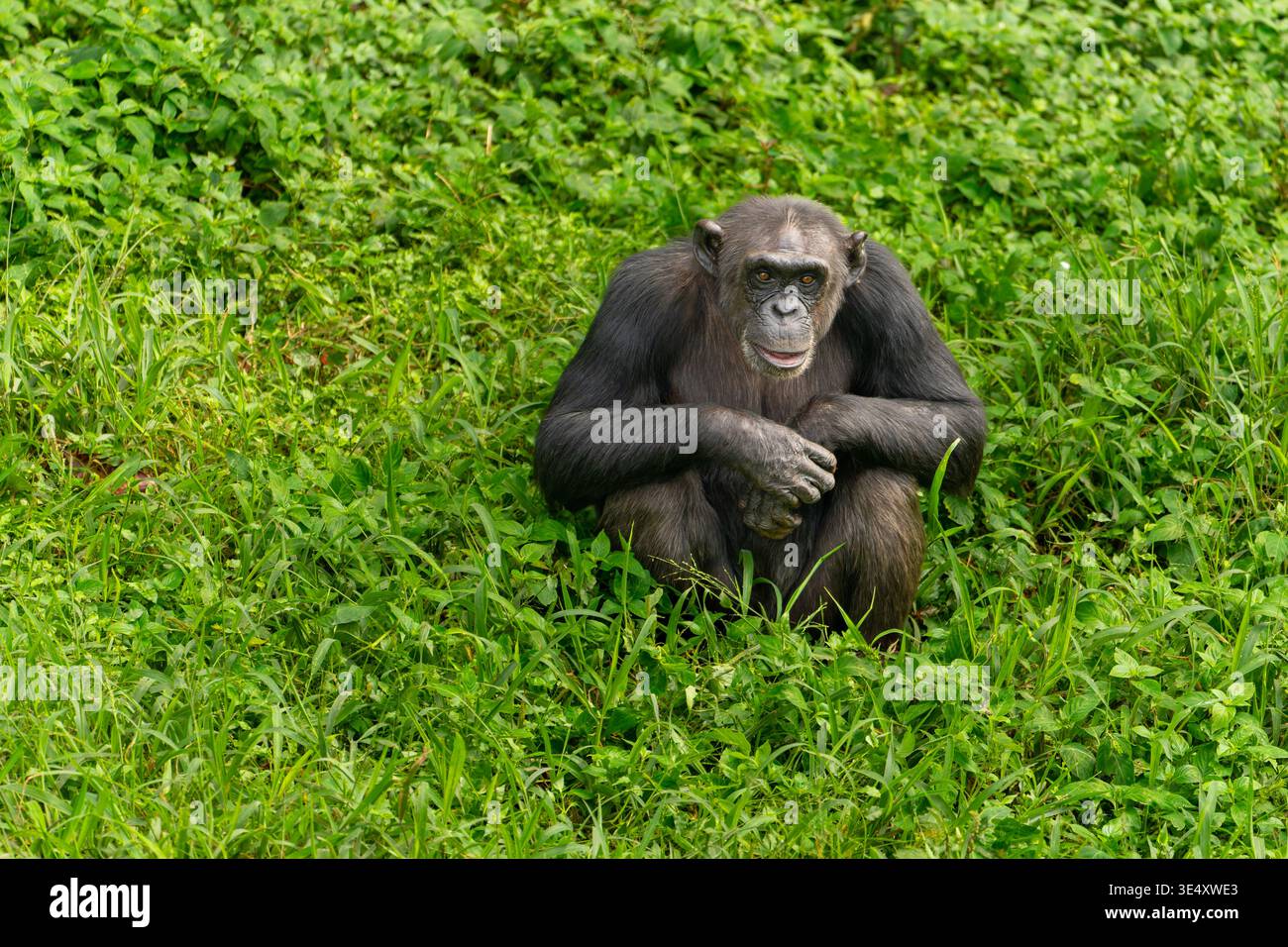 Scimpanzé seduto comodamente nel suo habitat naturale verde, guardando direttamente lo spettatore con un'espressione amichevole, simboleggiando la fauna selvatica, riserva Foto Stock